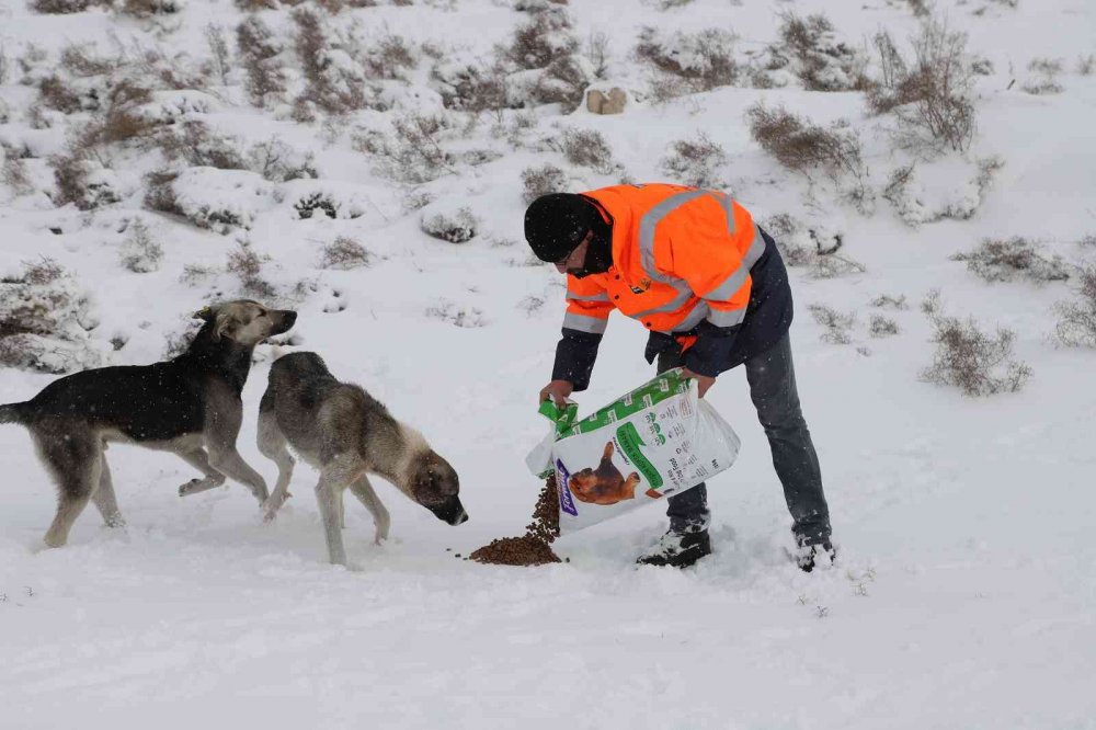 Konya Büyükşehir Belediyesi sahipsiz hayvanların yanında
