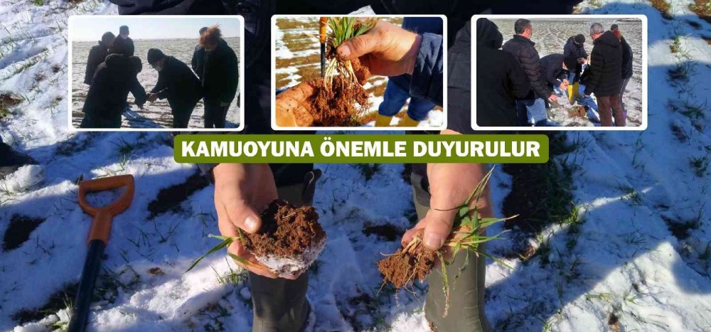 Arpa sararması sorunu için teknik inceleme başlatıldı