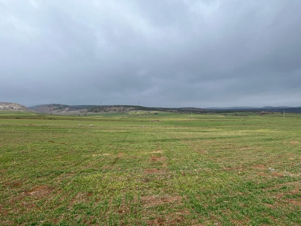 Arpa sararması sorunu için teknik inceleme başlatıldı