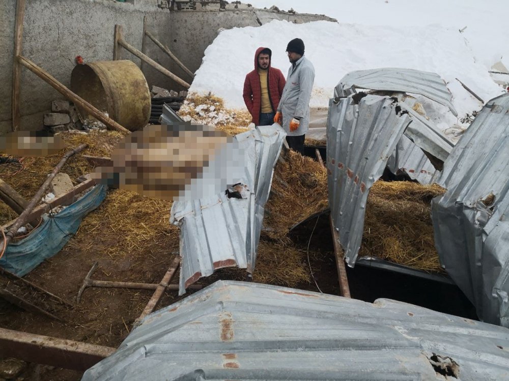Aksaray'da yoğun kardan ahırın çatısı çöktü, 34 hayvan telef oldu