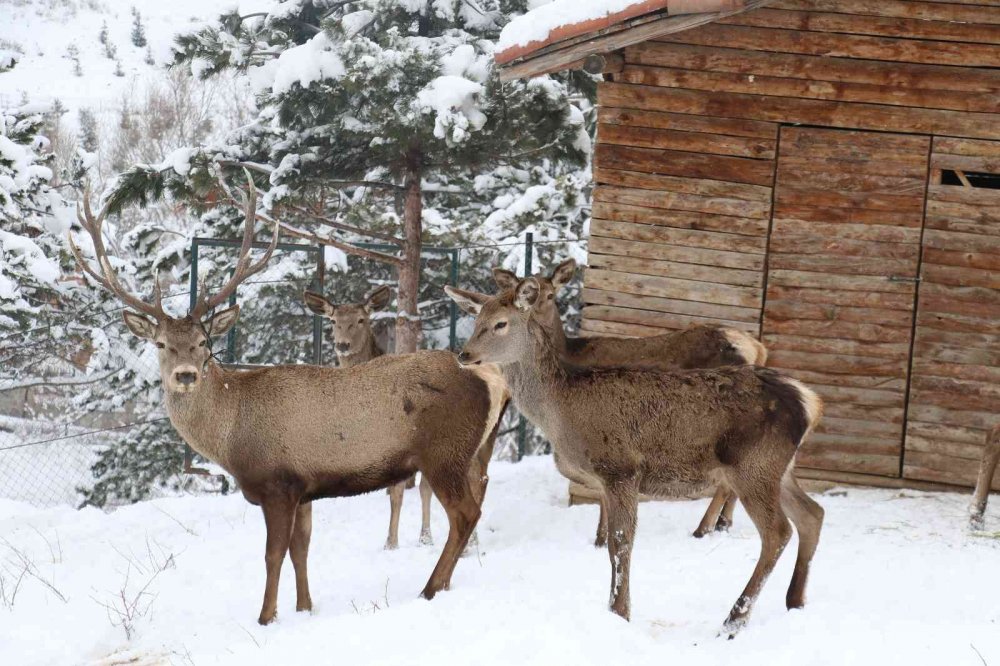 Hayvanlar karın keyfini çıkarttı