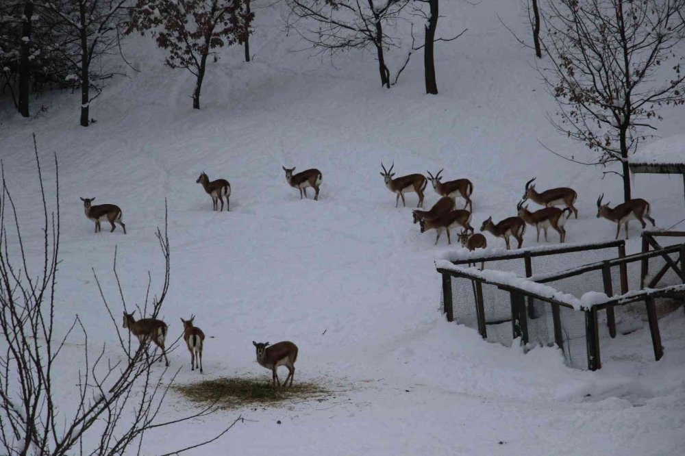 Hayvanlar karın keyfini çıkarttı