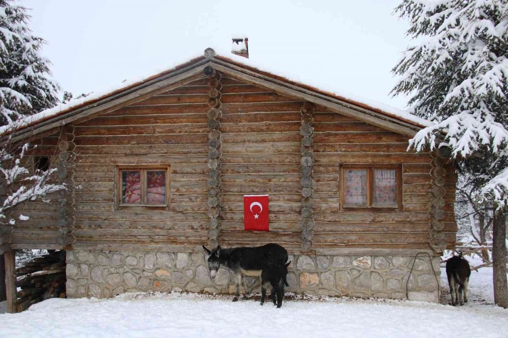 Hayvanlar karın keyfini çıkarttı