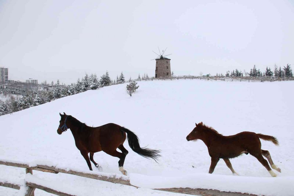 Hayvanlar karın keyfini çıkarttı