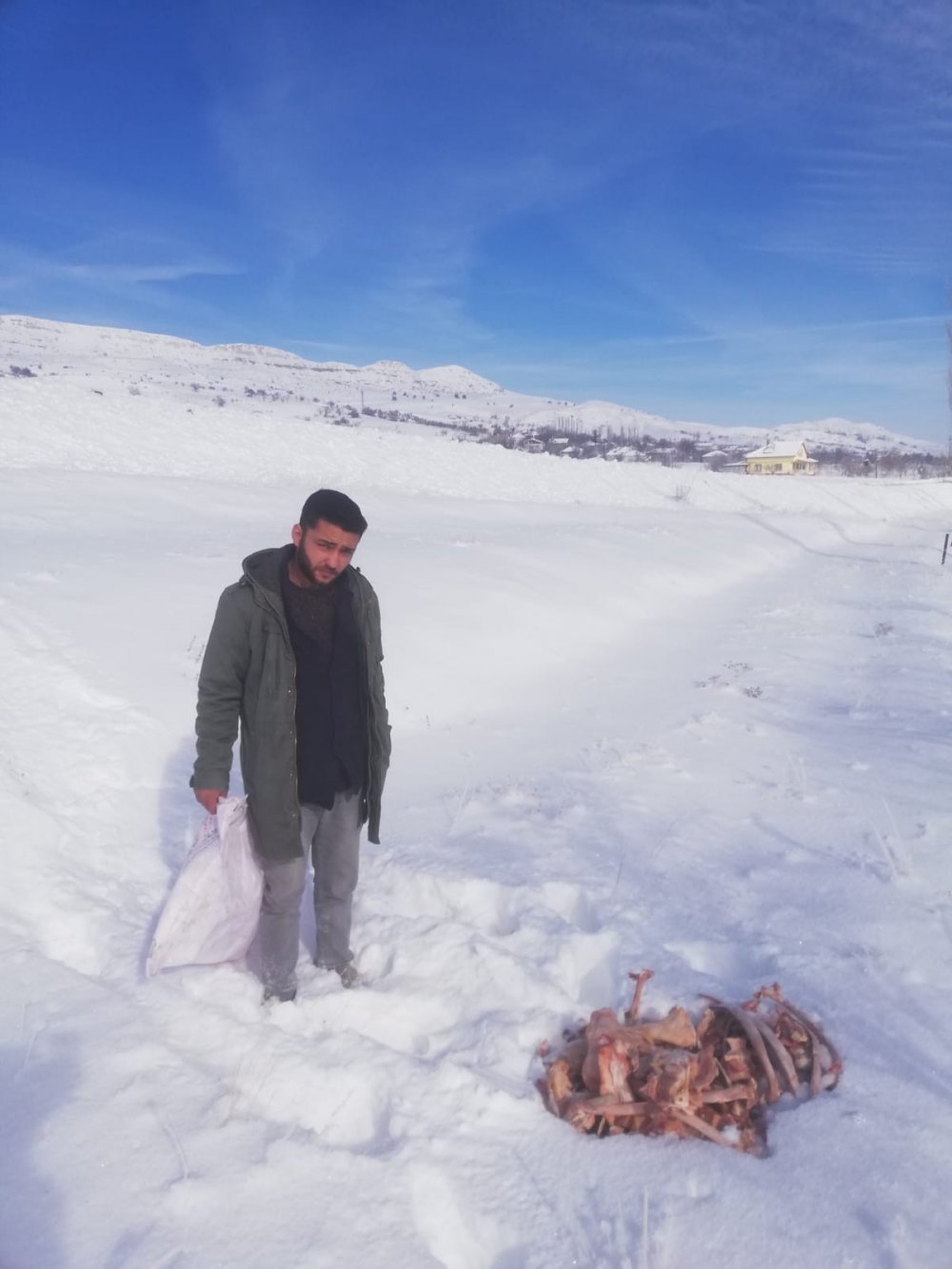 Aç kurtlar için doğaya et bıraktılar