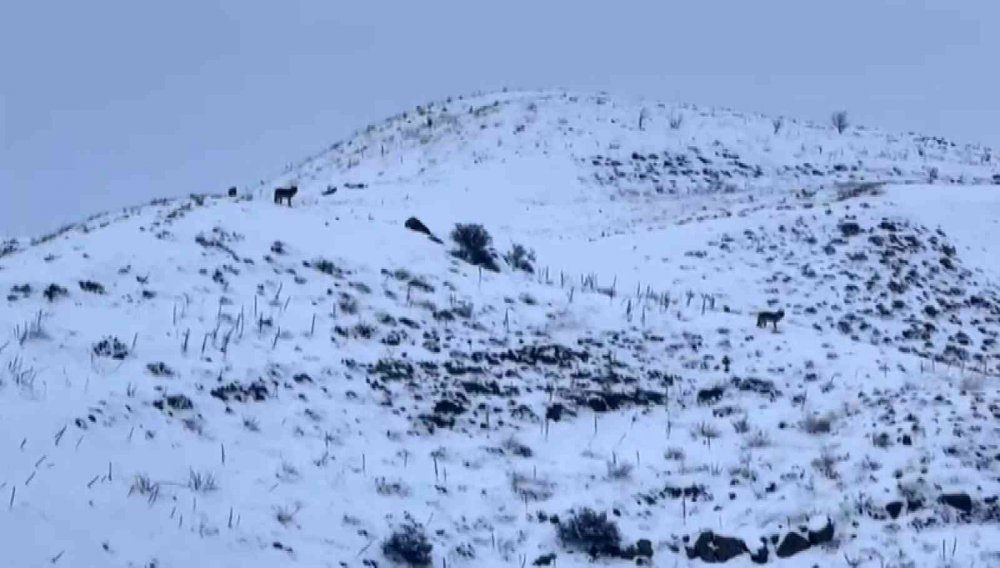 Aç kurtlar için doğaya et bıraktılar