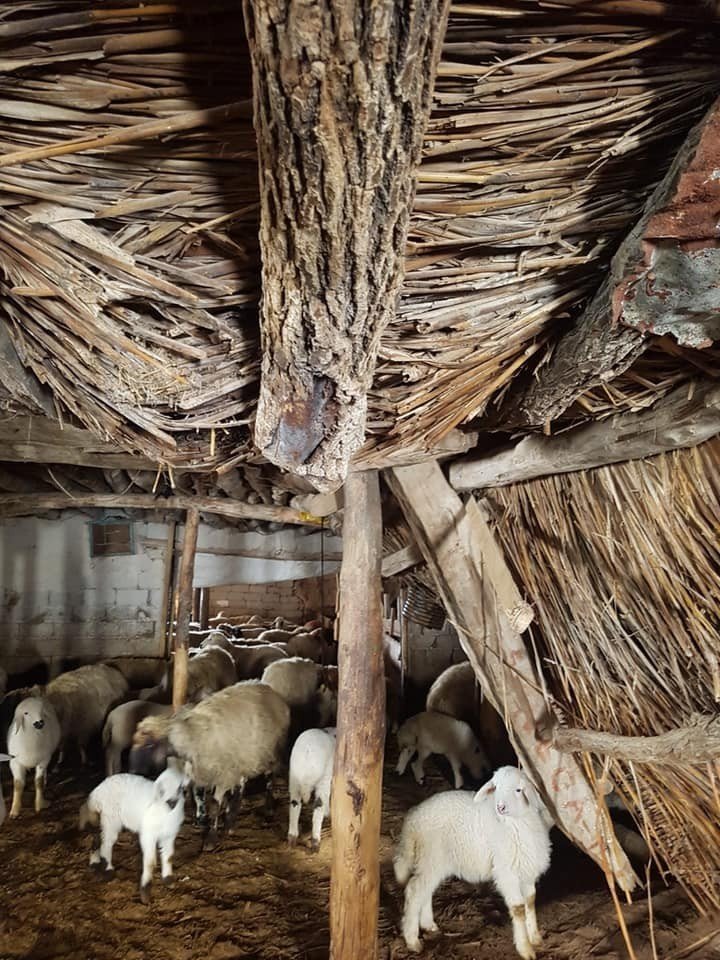 Karın ağırlığına dayanamayan ahırın çatısı çöktü