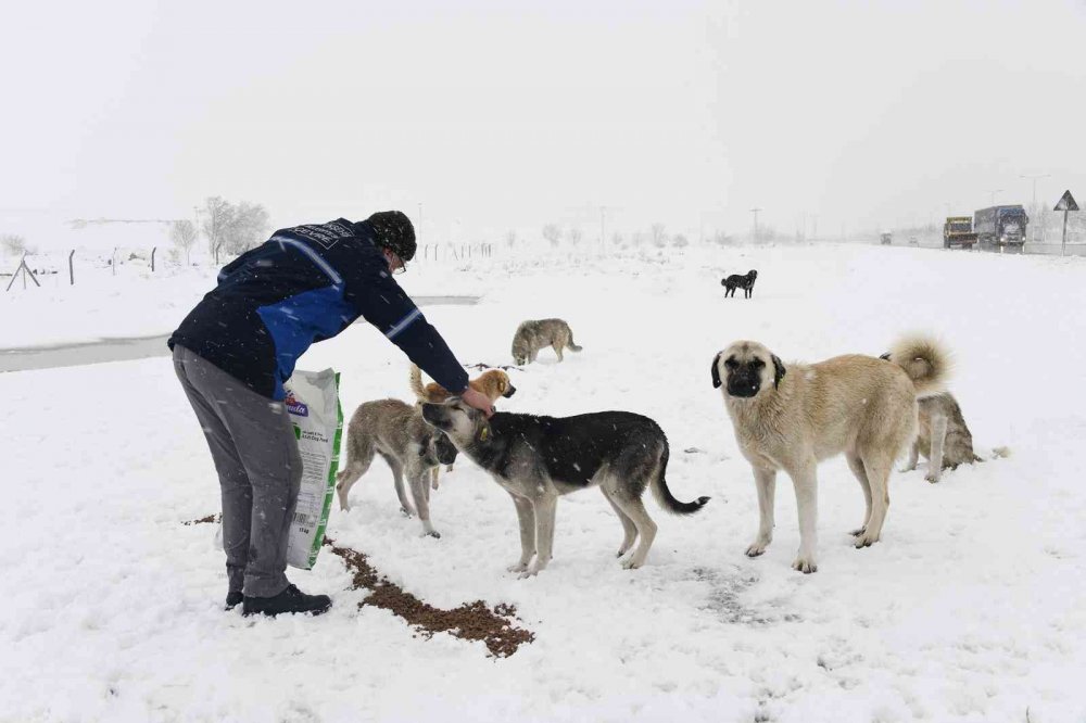 Konya Büyükşehir Belediyesi sahipsiz hayvanların yanında