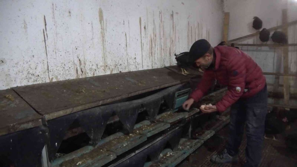 Tavuk çiftliği kurdu, şimdi paraya para demiyor