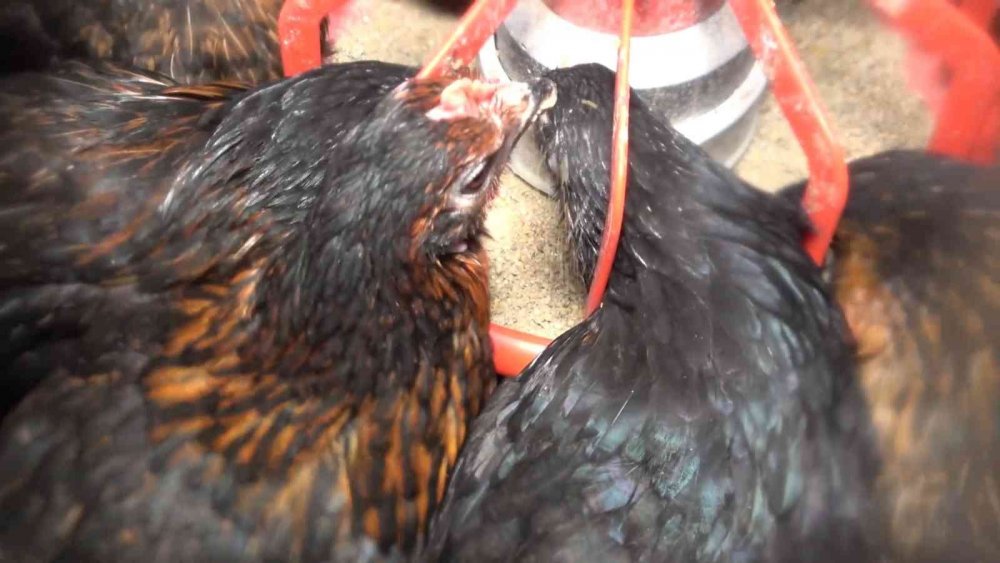 Tavuk çiftliği kurdu, şimdi paraya para demiyor