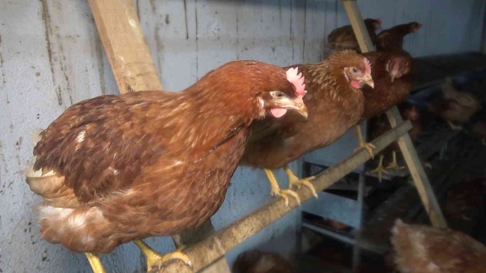 Tavuk çiftliği kurdu, şimdi paraya para demiyor