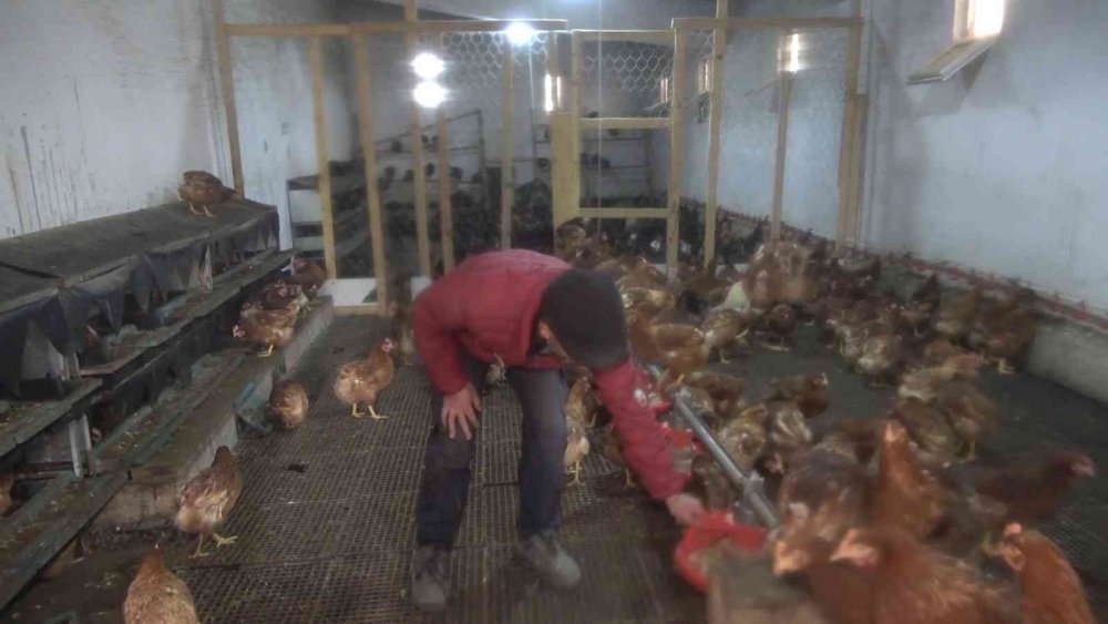 Tavuk çiftliği kurdu, şimdi paraya para demiyor