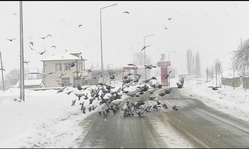Un fabrikası çatısında onlarca güvercini besliyorlar