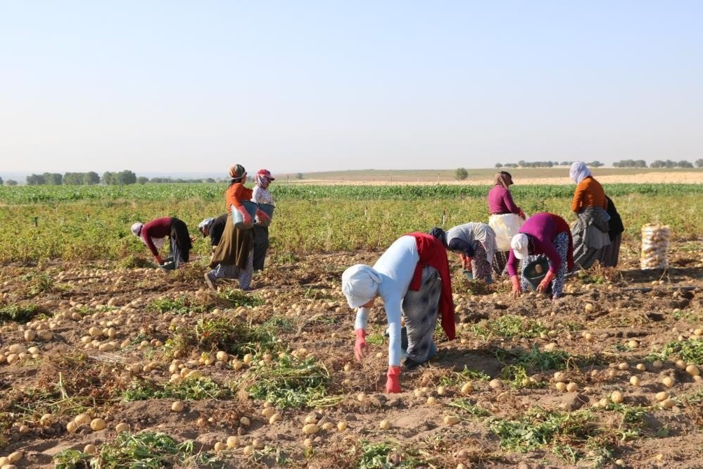 Patatesin ekimi kayıt altına alınacak!
