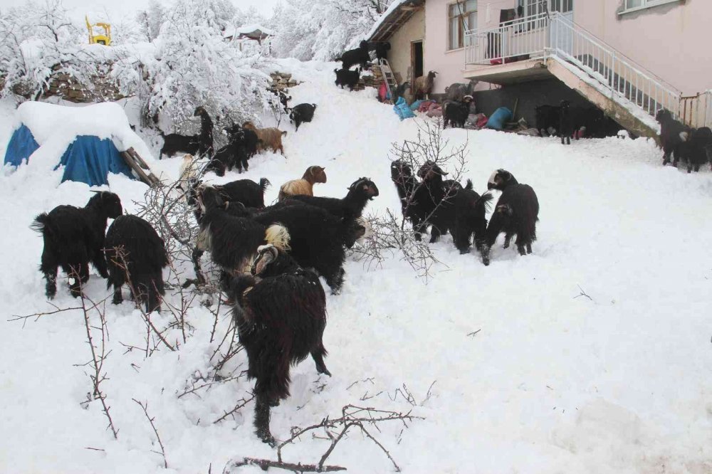 Karla kaplanan dağ keçileri, ağaç dallarıyla beslendi
