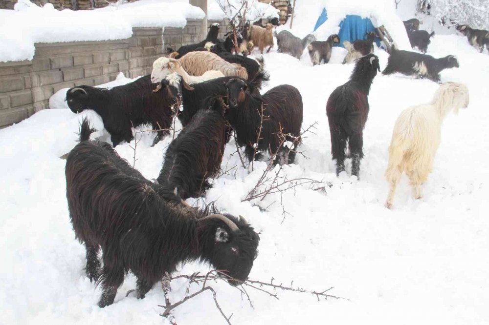 Karla kaplanan dağ keçileri, ağaç dallarıyla beslendi