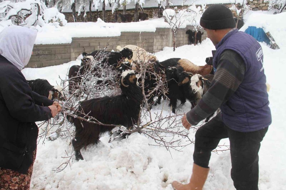 Karla kaplanan dağ keçileri, ağaç dallarıyla beslendi