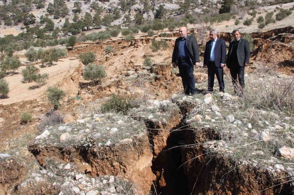 Heyelan zeytin ağaçlarını kökünden söktü
