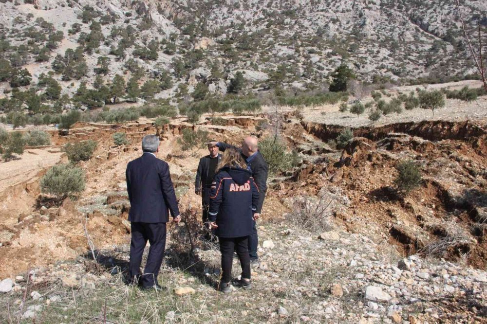 Heyelan zeytin ağaçlarını kökünden söktü