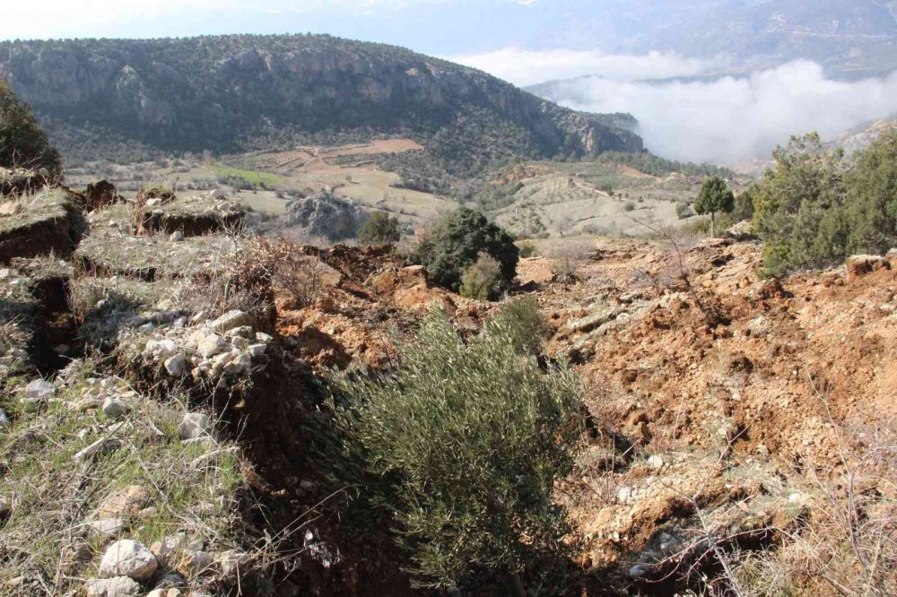 Heyelan zeytin ağaçlarını kökünden söktü
