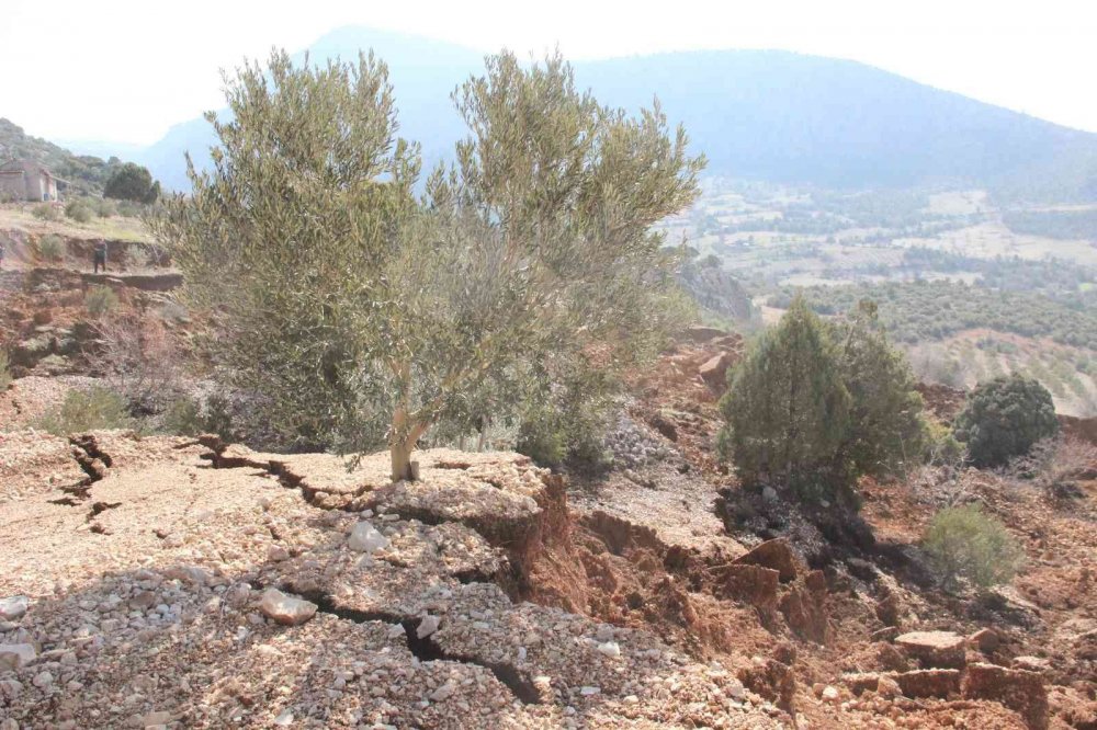 Heyelan zeytin ağaçlarını kökünden söktü