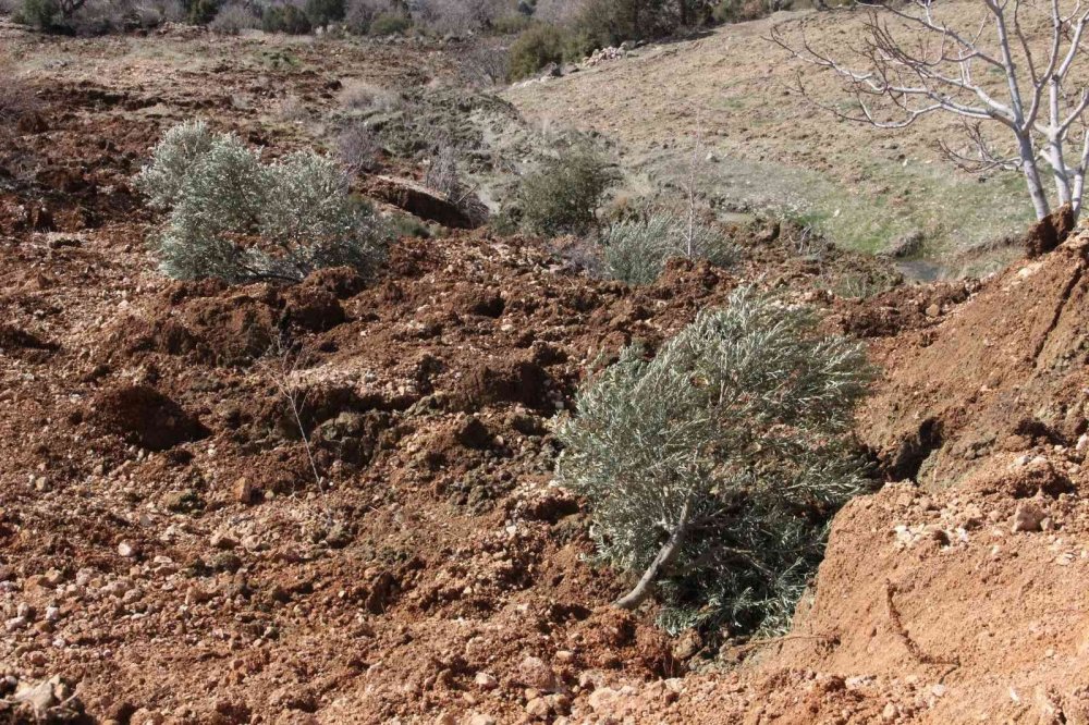 Heyelan zeytin ağaçlarını kökünden söktü