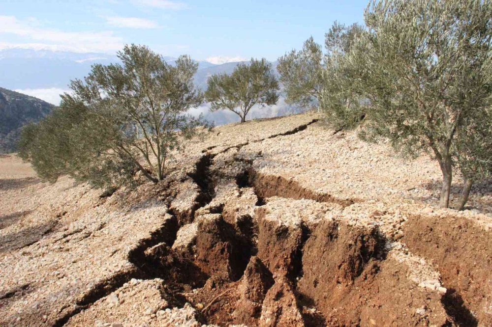 Heyelan zeytin ağaçlarını kökünden söktü