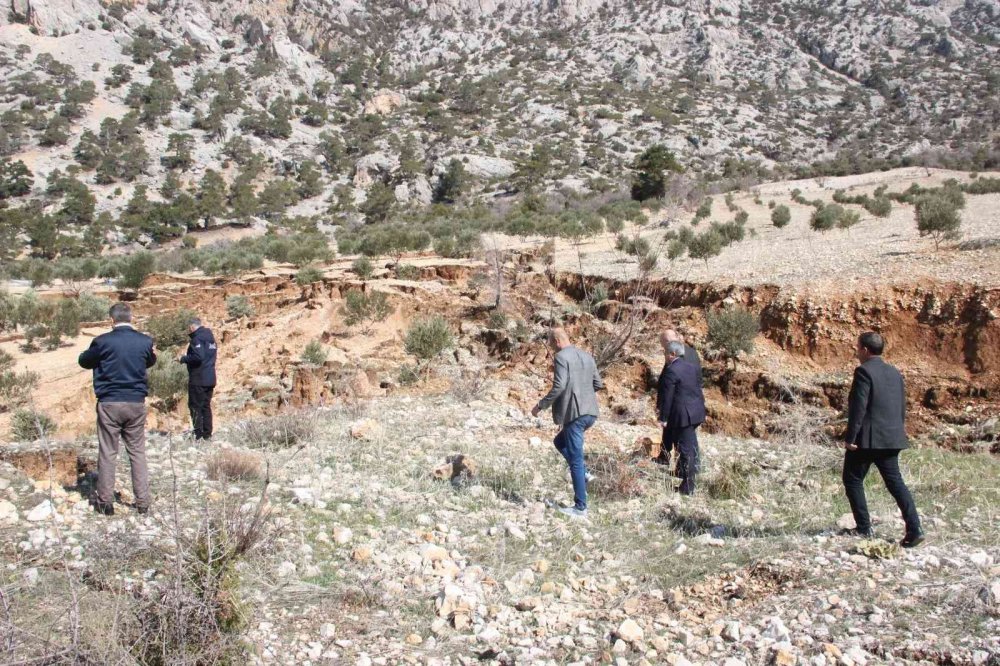 Heyelan zeytin ağaçlarını kökünden söktü