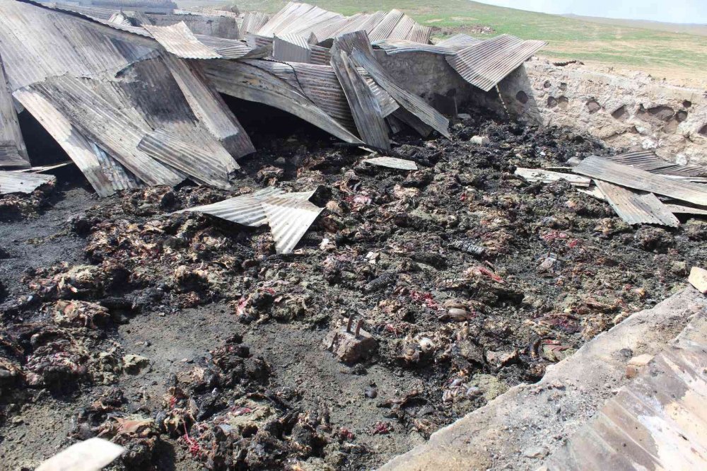 Çardakta çıkan yangında 600 koyun telef oldu! Kundaklama iddiası