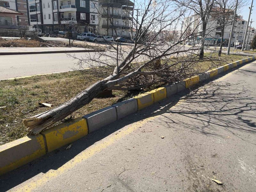 Aksaray'da kaza! Otomobil refüjdeki ağacı söküp karşı şeritteki çöp konteynerine çarptı