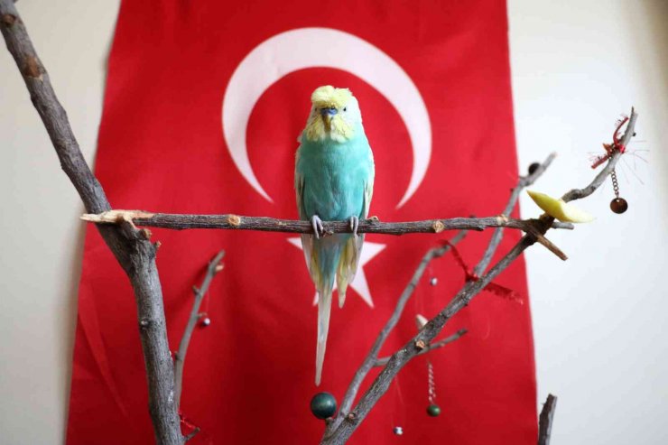 Bu kuş "Muhsin Başkan ruhun şad olsun" diyor