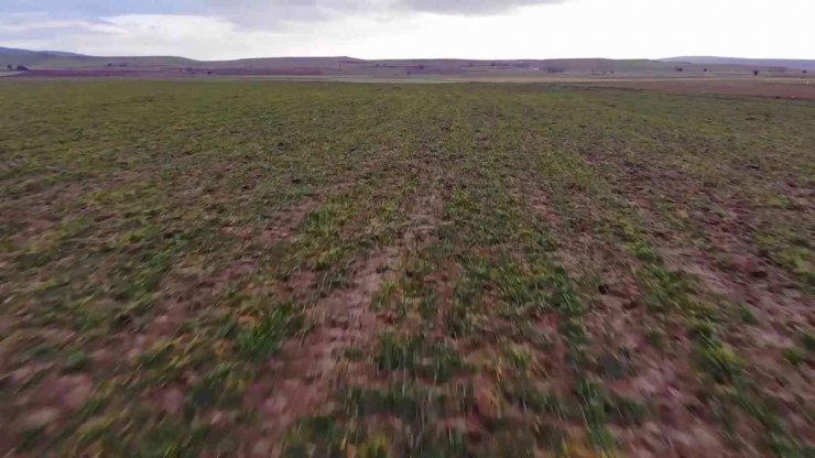 Devlet desteği çiftçinin yüzünü güldürdü, yüzde 75 hibeyle 500 ton tohum dağıtıldı