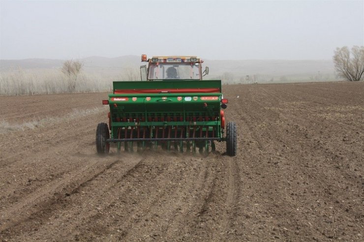Yerli mercimek ekimi yapıldı