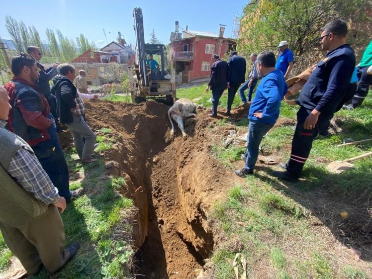 Konya’da kuyuya düşen inek açılan tünel sayesinde kurtarıldı