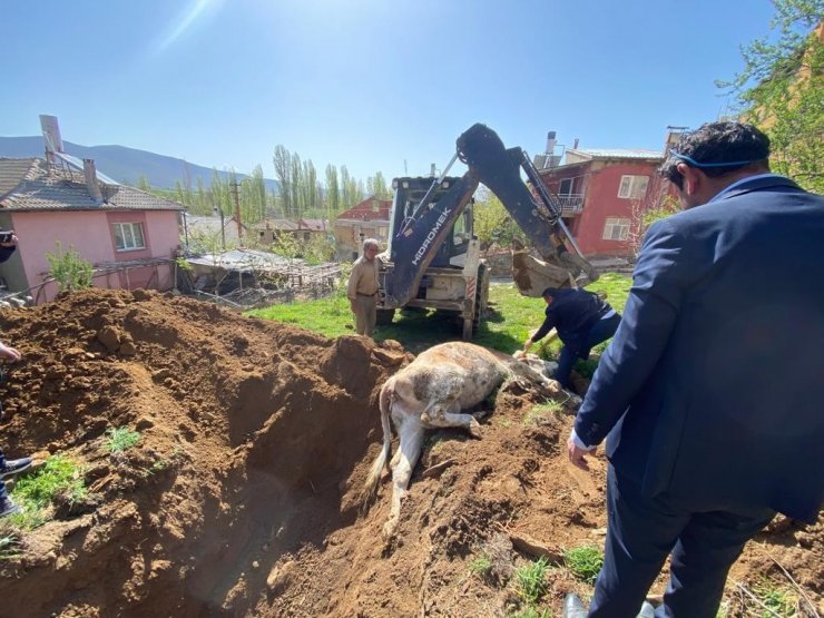 Konya’da kuyuya düşen inek açılan tünel sayesinde kurtarıldı