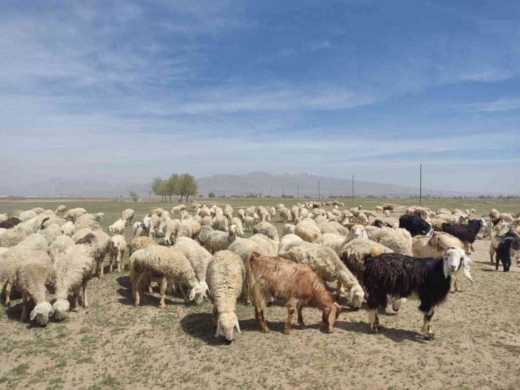 Niğde’de mera alanları yeşerecek