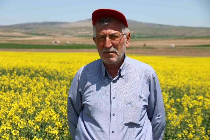Biyodizel ham maddesi "kanola" çiftçinin yeni umudu oldu