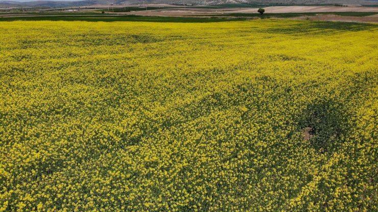 Biyodizel ham maddesi "kanola" çiftçinin yeni umudu oldu