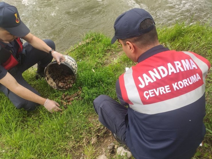 Salyangoz avcısı jandarmaya yakalandı