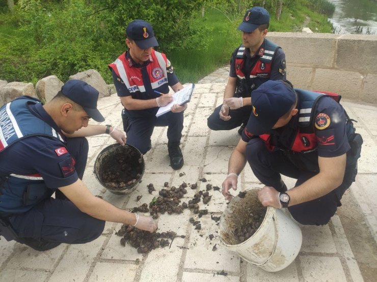 Salyangoz avcısı jandarmaya yakalandı