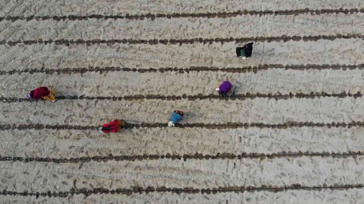 Çiftçilere ücretsiz dağıtıldı, 7 ülkeye ihraç edilecek