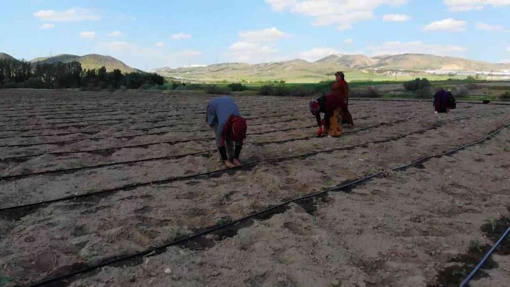 Çiftçilere ücretsiz dağıtıldı, 7 ülkeye ihraç edilecek