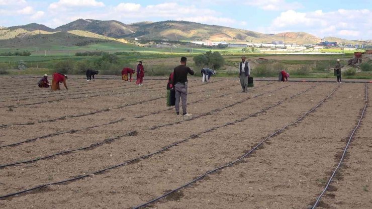 Çiftçilere ücretsiz dağıtıldı, 7 ülkeye ihraç edilecek