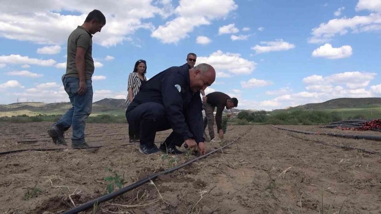 Çiftçilere ücretsiz dağıtıldı, 7 ülkeye ihraç edilecek