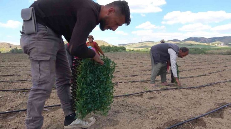Çiftçilere ücretsiz dağıtıldı, 7 ülkeye ihraç edilecek