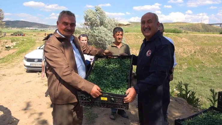 Çiftçilere ücretsiz dağıtıldı, 7 ülkeye ihraç edilecek