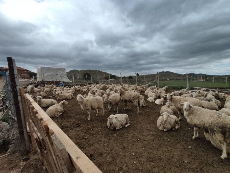 Yaklaşan Kurban Bayramı öncesi kurbanlık fiyatları konuşulmaya başladı
