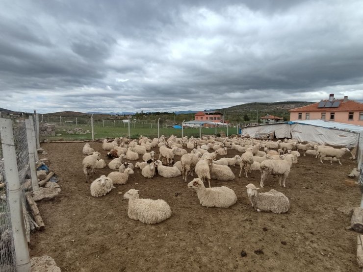 Yaklaşan Kurban Bayramı öncesi kurbanlık fiyatları konuşulmaya başladı