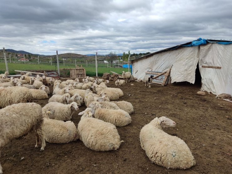 Yaklaşan Kurban Bayramı öncesi kurbanlık fiyatları konuşulmaya başladı
