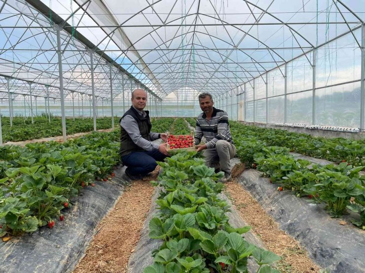 Hüyük’te ilk hasat çilekler tüketiciyle buluştu